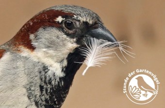 Haussperling | © Carl-Peter Herbolzheimer