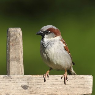 Haussperling-Männchen auf einem Holzzaun | © Dieter Hopf