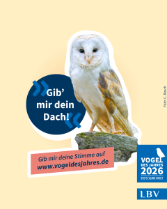 Eine Schleiereule auf einem Felsen wirbt für die Wahl zum Vogel des Jahres 2026 des LBV.