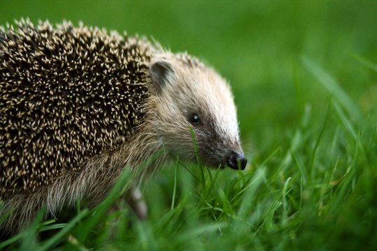 Ein Igel in der Wiese | © LBV