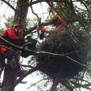 Zwei Männer entnehmen die Schwarzstorch-Jungvögel aus dem Horst für die Besenderung  | © Klaus Brünner