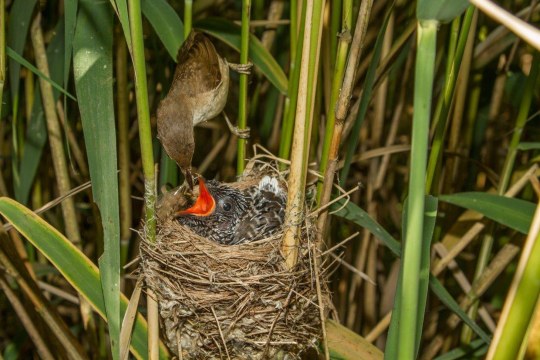 Junger Kuckuck mit Teichrohrsänger | © A. Hartl