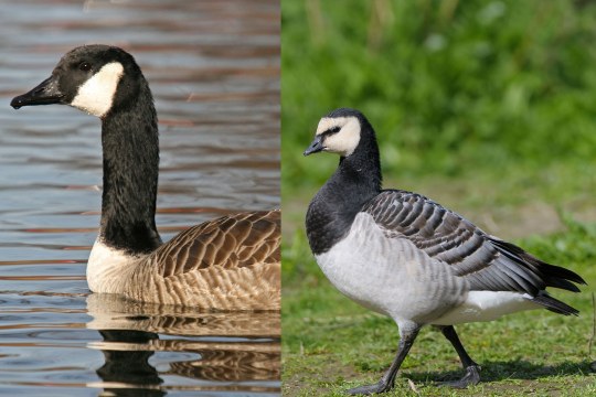 Kanadagans links Weisswangengans rechts | © Dr. Christoph Moning / Christoph Bosch