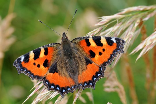 Der Kleine Fuchs hat eine orange Grundfärbung und am Vorderrand der Vorderflügel ein schwarz, gelb und weißes Fleckmuster. Am Flügelaußenrand beider Flügelpaare hat er einen blauen Fleckensaum | © Dr. Eberhard Pfeuffer