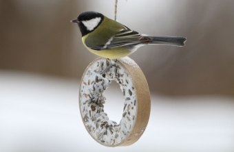 Kohlmeise an Meisenring | © H.-J. Fünfstück