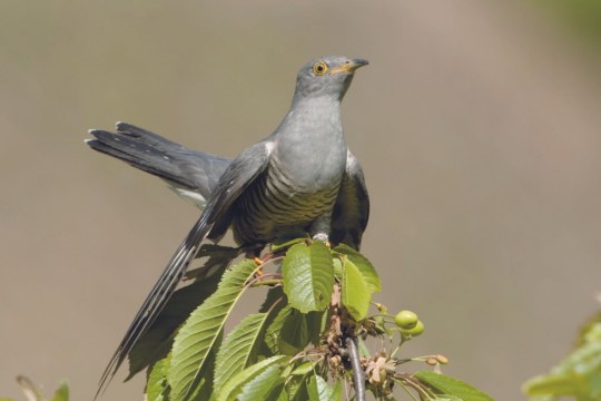 Kuckuck | © Rosl Roessner