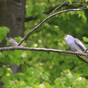 Kuckuck und Mönchsgrasmücke | © Manfred Schmidl