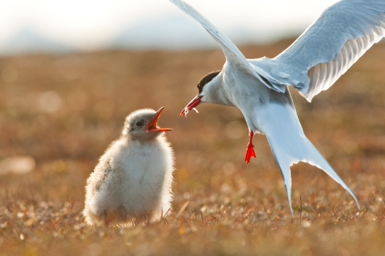 Küstenseeschwalbe füttert Jungtier mit Fisch | © Ingo Zahlheimer