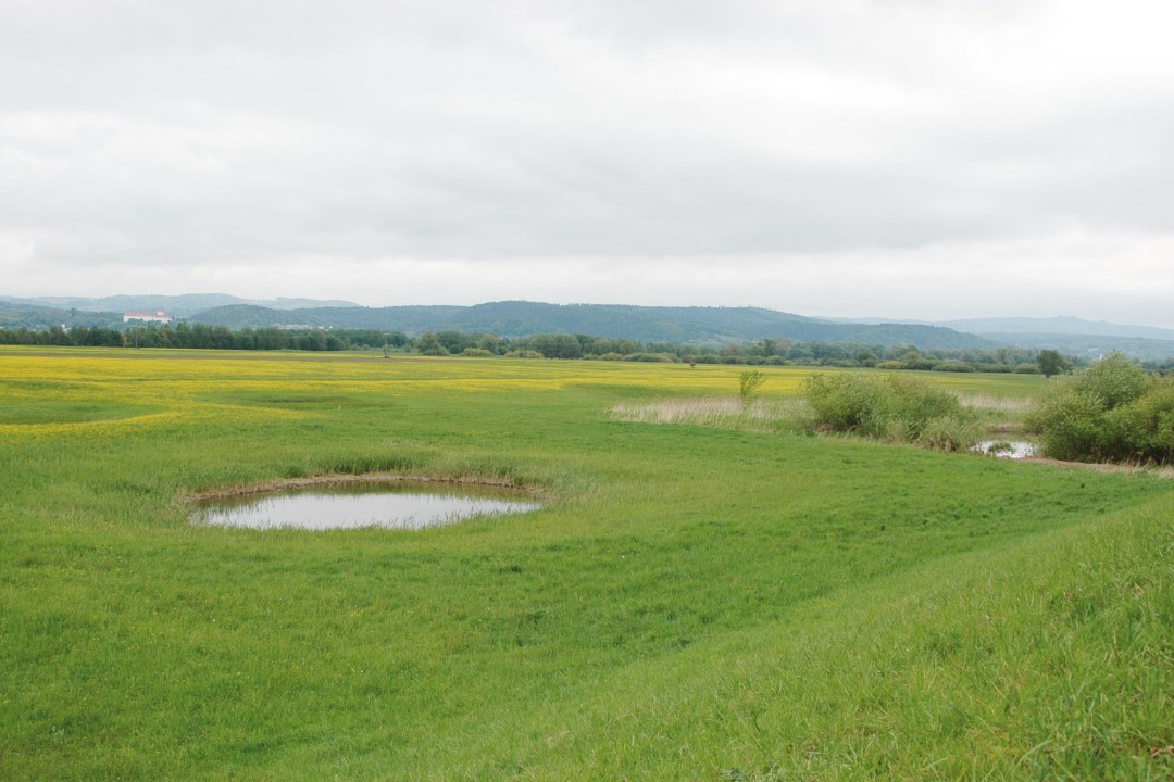 LBV-Schutzgebiet Pfatter Au | © Eva Schubert