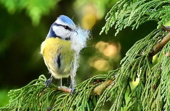 Blaumeise | © Laura Prötzel