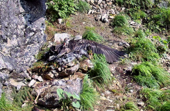 Luisa im Horst am 09.06.25 | © LBV-NPV-Bartgeierwebcam