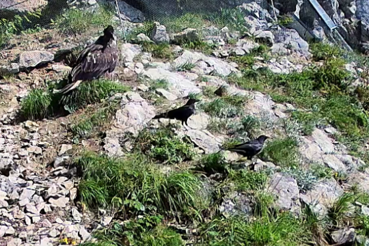 Luisa und Rabenkrähen | © Webcam LBV, NPV