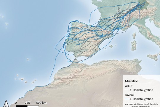 Karte zeigt Vogelzugrouten über Europa und Afrika mit Linien für adulte und juvenile Herbstmigration, erstellt von LBV.