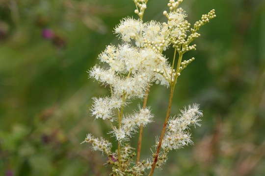 Mädesüß | © Peter Bria