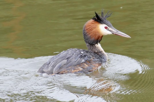 Haubentaucher schwimmt auf dem Wasser | © Martina Kratzer