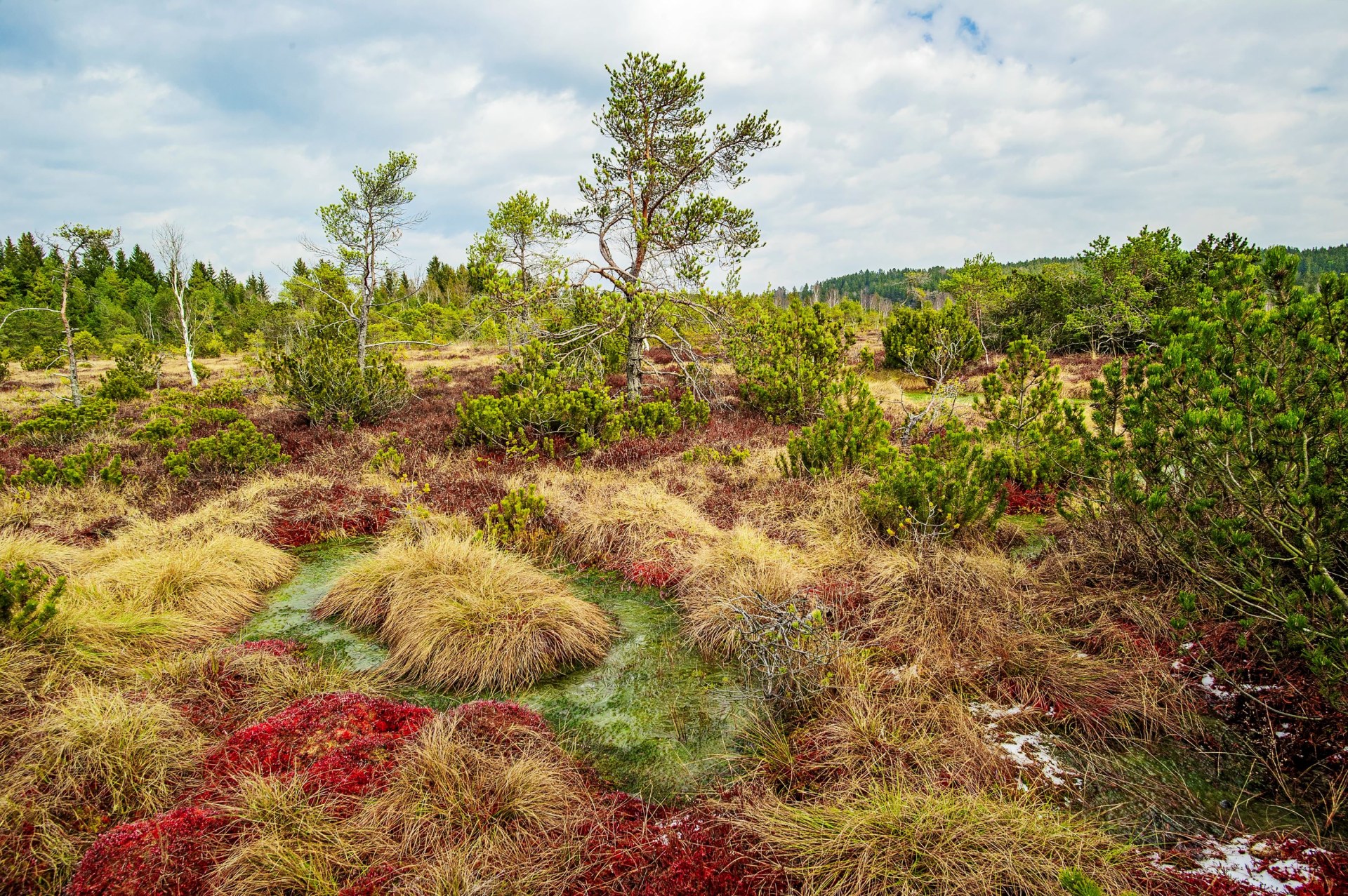 Moorlandschaft | © N. Banowski
