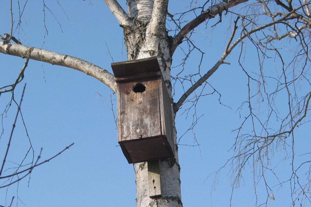 Höhlenbrüter Nistkasten am Baum angebracht | © Böhm