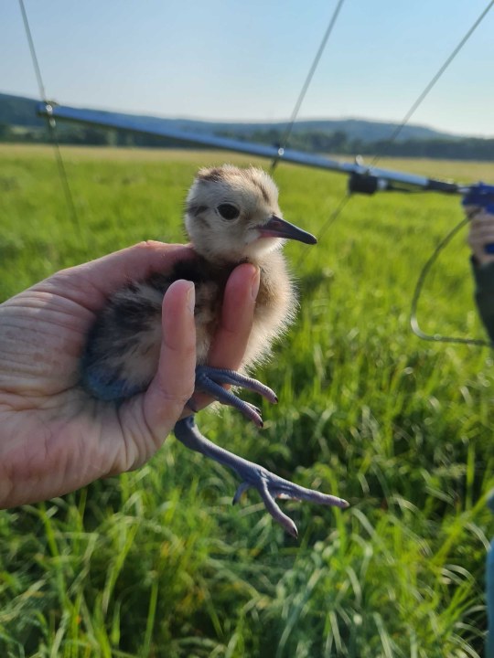 Ortung der Brachvogelküken mit Handantenne | © Verena Rupprecht