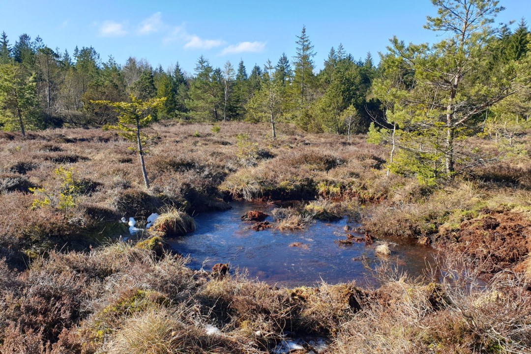 Ebenbergfilz | ©Sabine Tappertzhofen