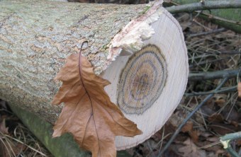 Gefällte Roteiche | © Dr. Christian Stierstorfer