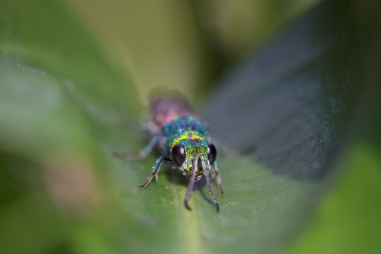 Gemeine Goldwespe | © Ralph Sturm
