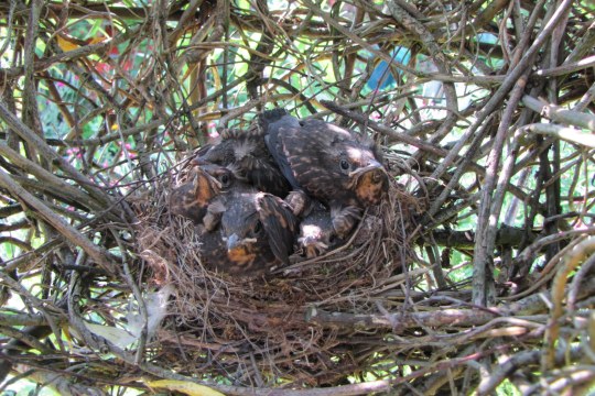 Amselnest | © Birgit Helbig