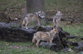 Wölfe | © Marcus Bosch