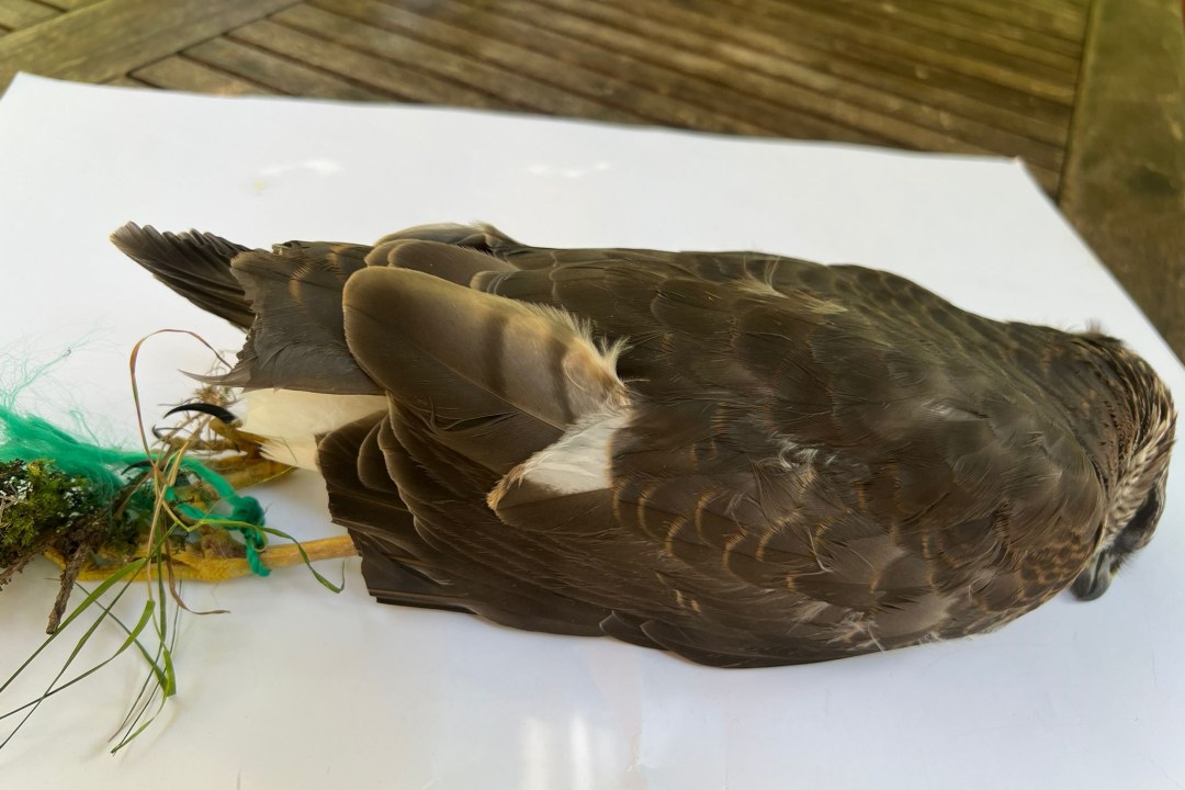 Sperber Tatort Natur Weiden | © Zeno Bäumler