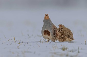 Rebhuhnpaar | © Gunther Zieger