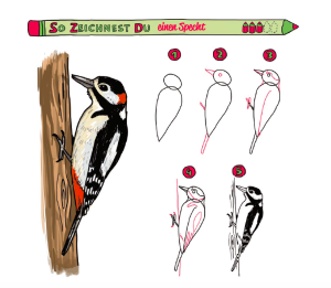 Zeichenanleitung Buntspecht