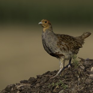 Rebhuhn | © Gunther Zieger