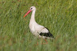 Weißstorch Reichertshofen 16 | © Marcus Bosch