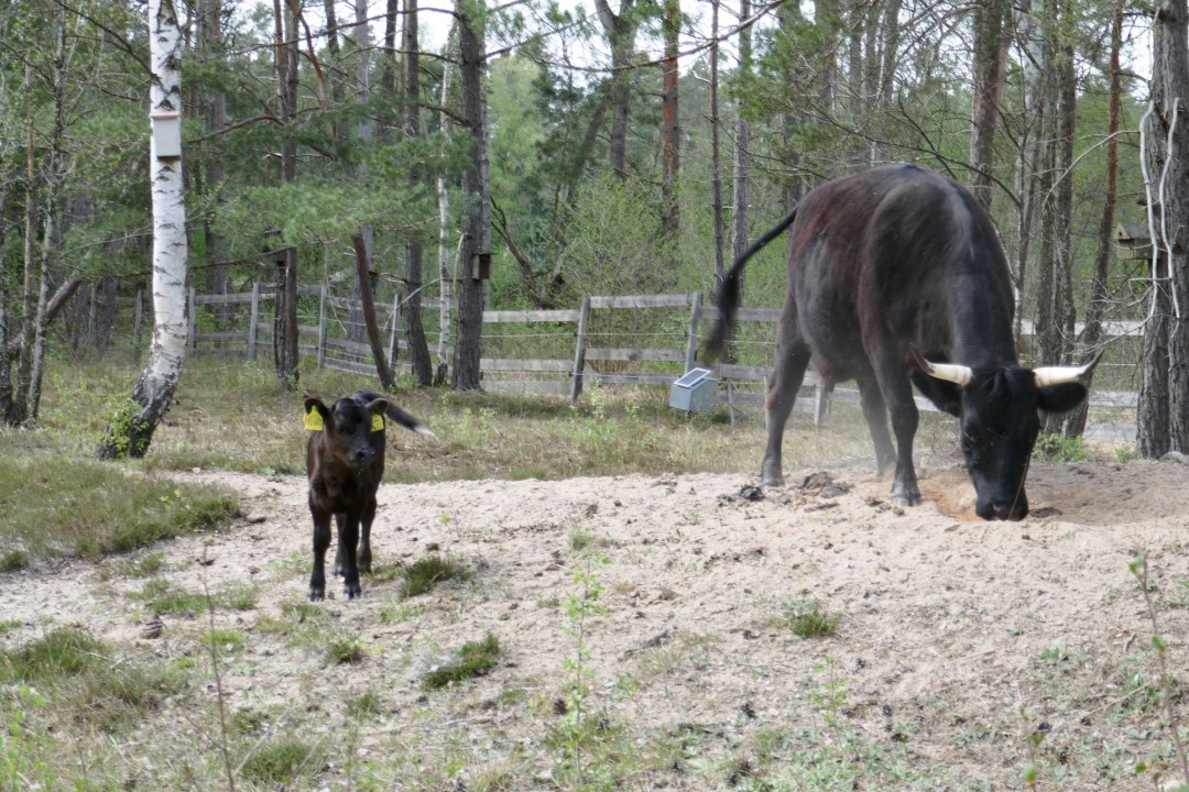 Sandgrube Altenfelden | © Nadja Danner