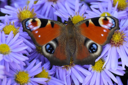Nahaufnahme eines Tagpfauenauge (Schmetterling) auf Blüten | © Maria Bauer