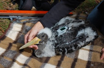 Schwarzstorchjungvogel liegt auf einer Picknickdecke mit einem Telemetriesender auf dem Rücken | © H. Röhl