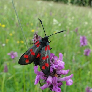 Sechsfleck Widderchen | © Julia Wittmann