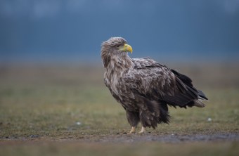 Seeadler sitzt am Boden auf einer Wiese | © Wolfgang Lorenz