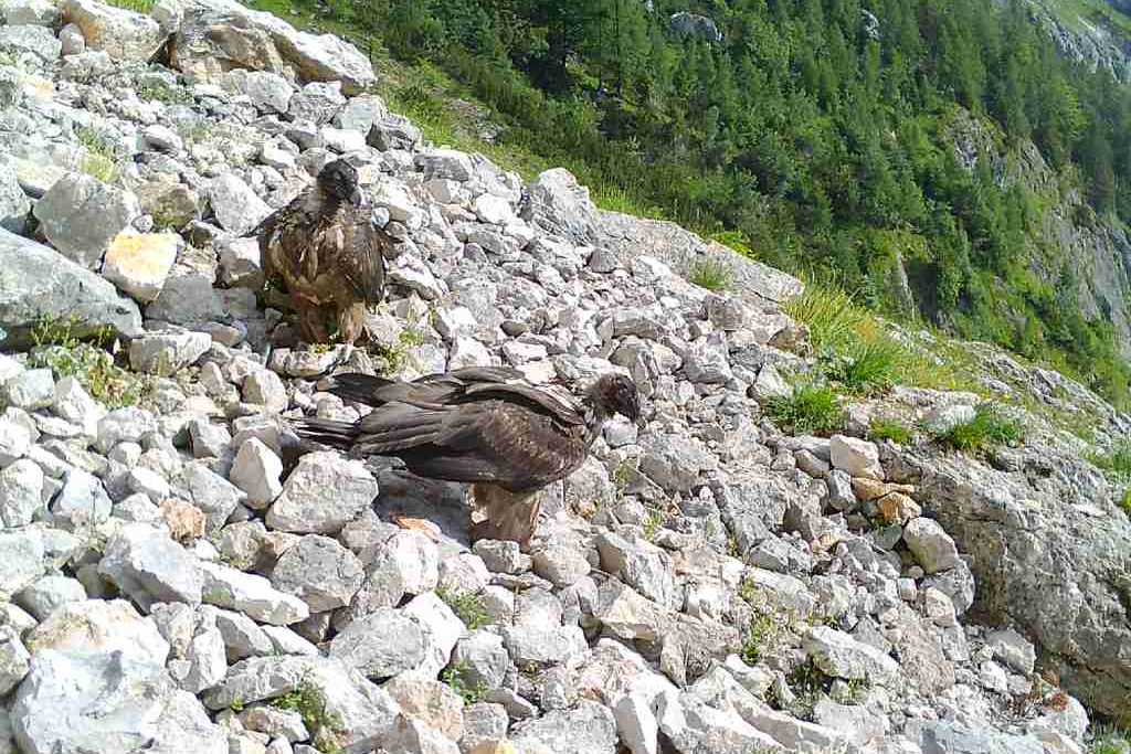 Sisi und Nepomuk zusammen am Futterplatz 1 | © Nationalparkverwaltung und LBV
