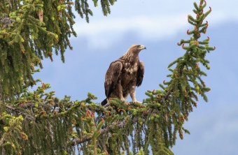 Steinadler auf einem Nadelbaum | © Harald-Farkaschovsky