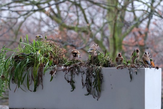 Mehr Stieglitze auf Balkon | © Stefan Lucas