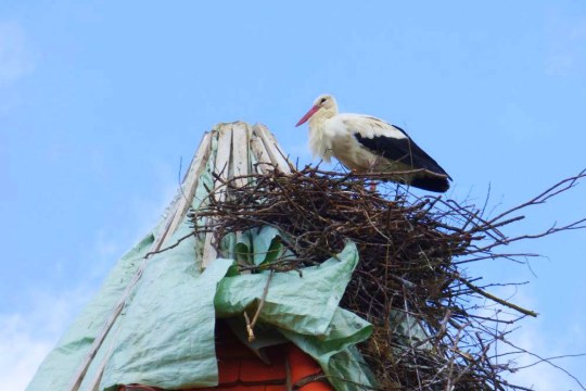 Storch im Horst | © Heidi Källner