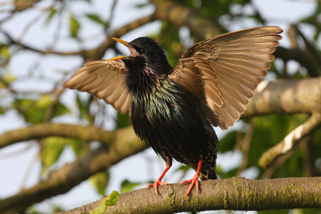 Star mit ausgebreiteten Flügen auf einem Ast | © Zdenek Tunka