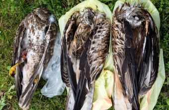 Ein toter Mäusebussard und zweite tote Rotmilane liegen auf einer gelben Plastikfolie auf Gras | © Dieter Renner