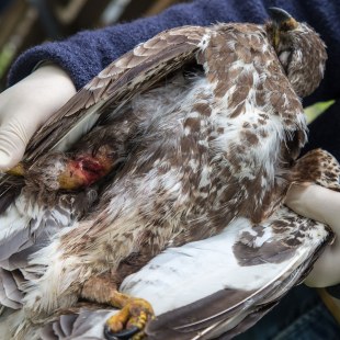 Ein Mensch mit Schutzhandschuhen hat einen toten bzw. erschossenen Mäusebussard in der Hand | © Dieter Renner