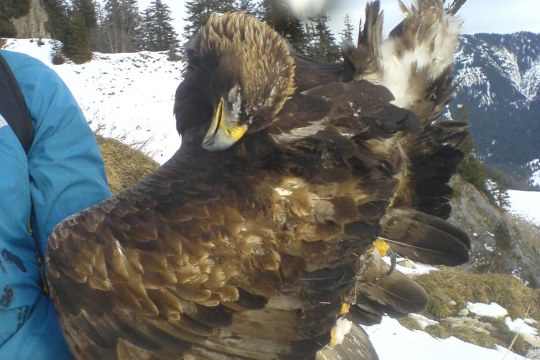 Toter Steinadler vom Grünten wird gehalten | © LBV