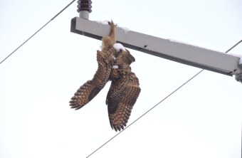 Toter Uhu hängt kopfüber am Strommast bei Ansbach | © H. Ries
