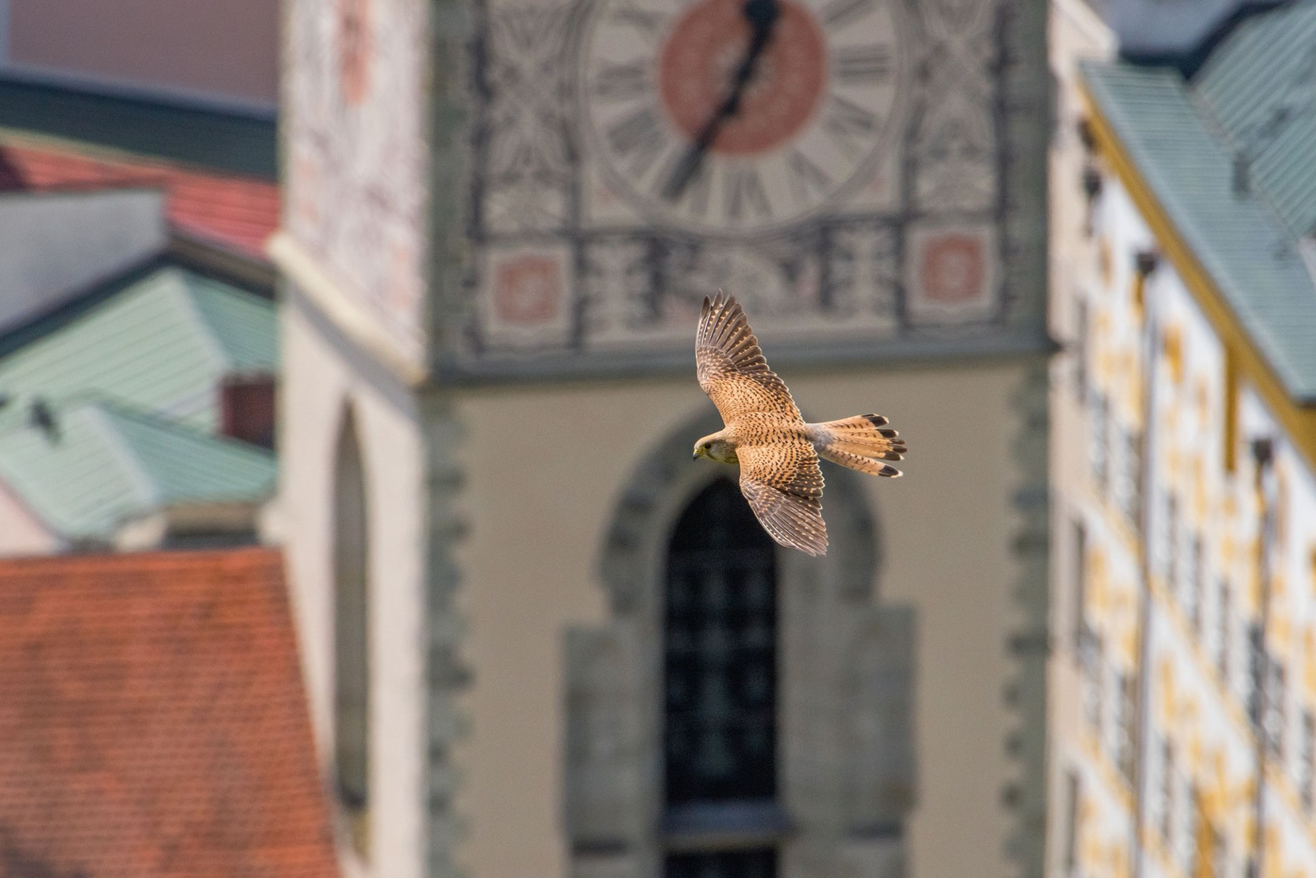 Turmfalke im Flug, im Hintergrund sind ein Kirchturm und andere Gebäude zu sehen | © Ingo Zahlheimer