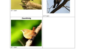 Drei Vogelarten, Rotkehlchen, Star und Zaunkönig, auf Ästen illustrieren die Umfrage des LBV zum vogelfreundlichen Garten.