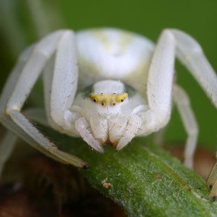 Veränderliche Krabbenspinne | © Frank Derer