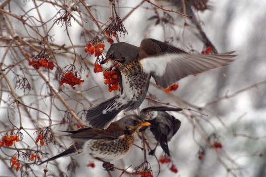 Wacholderdrosseln im Winter an einem Beerenbaum | © Volker Christoffel